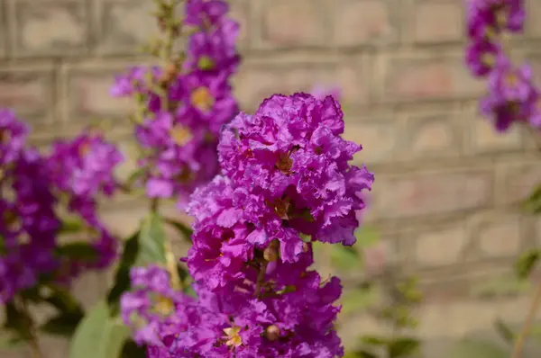 Lagerstroemia SP 'yi kapatın. Ya da Mor Çubuk Mersin veya Krep mersin çiçekleri bahçede, Görüntü doğa arka planında. Rododendron. Sinekler. Fransız ortancaları. Leylak. Stoklar çiçek açar. Phlox..