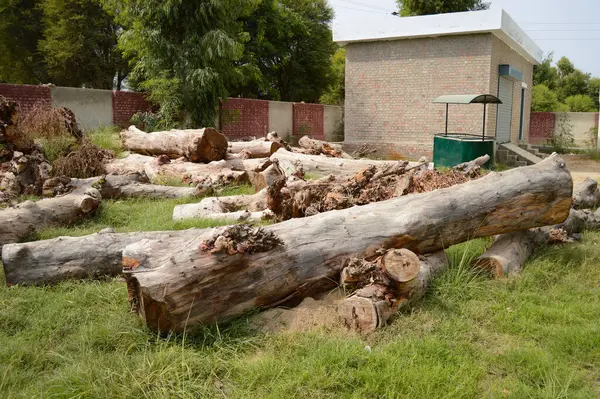 Ormanda büyük bir odun yığını