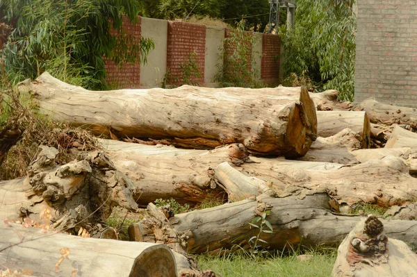 kökleri ile eski ağaç kütüğü