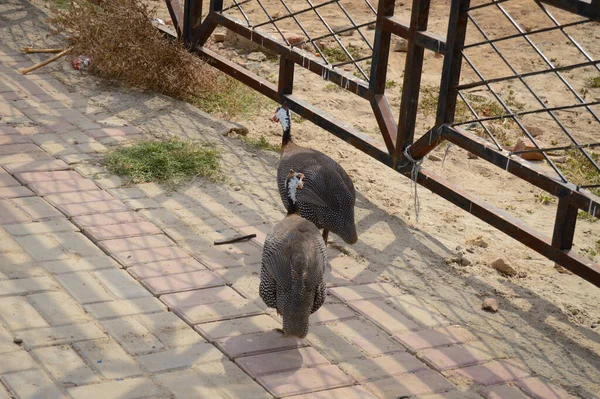 Parktaki tavus kuşu.