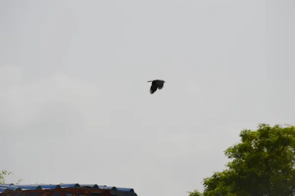 Gökyüzünde uçan kuşlar