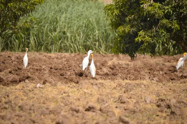 Beyaz leylek tarlada