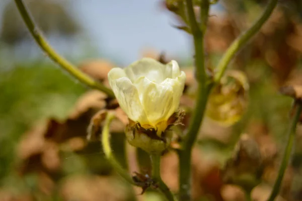 Gossypium herbaceum taze tohum podları ile kapanır. Bitki üzerinde asılı duran pamuk tohumu. Konuya Seçici Odaklanma ile. Beyaz pamuk çiçeklerini kapatın. Pamuk Çiftliğinde çiğ organik pamuk yetiştiriliyor.