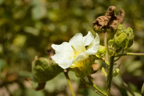 Gossypium herbaceum taze tohum podları ile kapanır. Bitki üzerinde asılı duran pamuk tohumu. Konuya Seçici Odaklanma ile. Beyaz pamuk çiçeklerini kapatın. Pamuk Çiftliğinde çiğ organik pamuk yetiştiriliyor.
