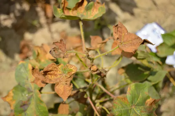 Eski pamuk fabrikası. Eski pamuk yaprakları. Hasarlı pamuk yaprağı. Enfeksiyon fabrikası. Eski bitki. Pamuk fabrikasını kapatın. Eski pamuk hastalığı. Hastalık yaprakları.