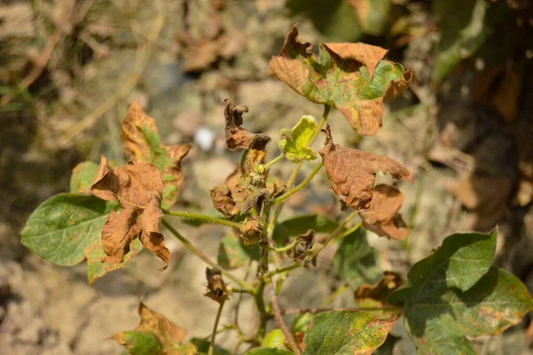 Eski pamuk fabrikası. Eski pamuk yaprakları. Hasarlı pamuk yaprağı. Enfeksiyon fabrikası. Eski bitki. Pamuk fabrikasını kapatın. Eski pamuk hastalığı. Hastalık yaprakları.