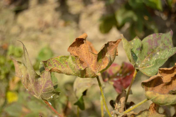 Eski pamuk fabrikası. Eski pamuk yaprakları. Hasarlı pamuk yaprağı. Enfeksiyon fabrikası. Eski bitki. Pamuk fabrikasını kapatın. Eski pamuk hastalığı. Hastalık yaprakları.