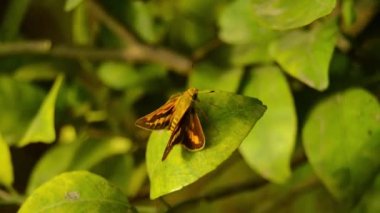Ateşli Skipper 'ın Macro çekimi. Skipper. Zabulon kaptanı kelebeği bir yaz akşamında dinleniyor. Zabulon kaptanı kelebeği bir yaz akşamında dinleniyor. Potanthus omaha. Çimen kaptanları. Küçük markalı hızlı..