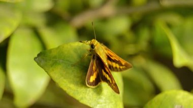 Ateşli Skipper 'ın Macro çekimi. Skipper. Zabulon kaptanı kelebeği bir yaz akşamında dinleniyor. Zabulon kaptanı kelebeği bir yaz akşamında dinleniyor. Potanthus omaha. Çimen kaptanları. Küçük markalı hızlı..