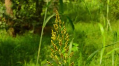 Süpürge mısırını kapat. Süpürge mısır. Yeşil bahçe arka planında büyüyen sorghum Millet. Süpürge tarlası mısırı. Sorghum Millet Tarlası. Konuya Seçici Odaklanma ile.