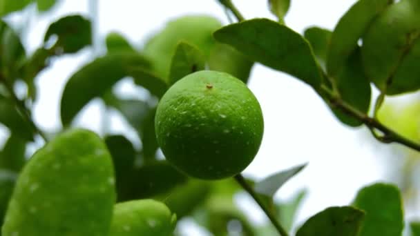 Limón Rama Limón Verde Cítricos Limón Planta Limón Colgante — Vídeos de Stock