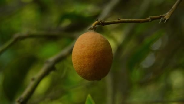Citrom Ágon Zöld Citrom Citrusfélék Citrom Növényen Lógó Citrom — Stock videók