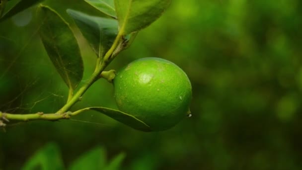 Limon Dalda Yeşil Limon Turunçgiller Bitki Üstüne Limon Asma Limon — Stok video