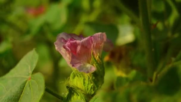 Gossypium Ziele Zbliżyć Świeżymi Strąkami Nasiennymi Bawełna Boll Wiszące Roślinie — Wideo stockowe