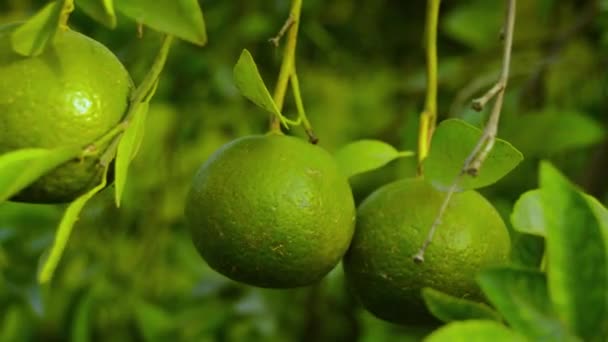 Groene Sinaasappels Groene Sinaasappels Ophangen Sinaasappels Tuin Aziatische Eettuin Video — Stockvideo