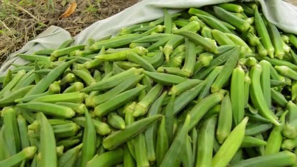 Wanita Jari Pasar Saham Jari Wanita Sayuran Okra Sayuran Hijau — Stok Video