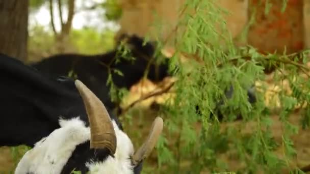 Cabra Anglo Núbia Comendo Grama Meado Jovem Cabra Anglo Núbia — Vídeo de Stock