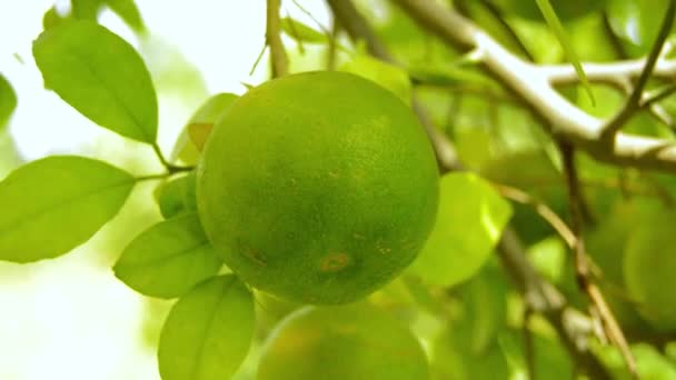 Bergamot橙子 柑橘类水果 酸柑橘类水果 紧贴在你身上 柑橘类绿色水果 柑橘类 绿色石榴 莱姆水果 挂青石灰 — 图库视频影像