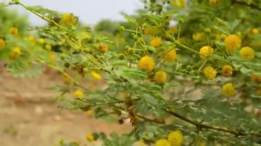 Çiçek açan Vachellia nilotica veya sakız Arap çiçekleri veya Babul çiçeği. Altın Gıdaklayan Çiçeği 'nin (Acacia pycnantha, Mimosa ağacı) Ocak ayında erken çiçek açması, İtalya. Ekoloji.