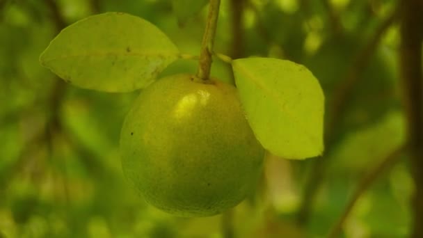 Bergamotský Pomeranč Citrusové Plody Kyselého Pomerančového Bergamotu Tebe Zblízka Řítí — Stock video