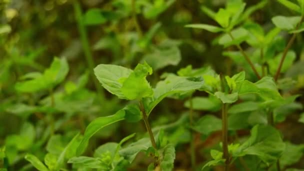 Rostlina Máty Vyrůstá Zelenými Listy Detailním Záběru Slavná Léčivá Rostlina — Stock video