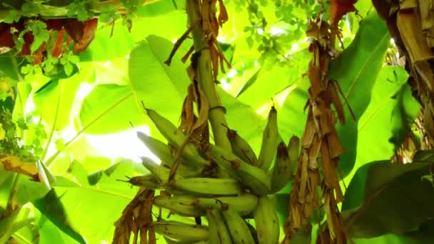 Banánový Strom Zelenými Listy Zahradě — Stock video
