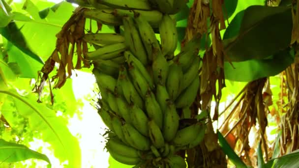 Zelený Banánový Strom Banánových Listech — Stock video