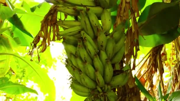 Banánový Strom Zralými Banány Banánových Listech — Stock video