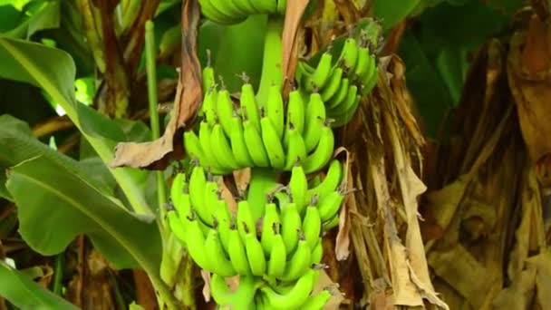 Parta Banánových Stromů Zahradě — Stock video
