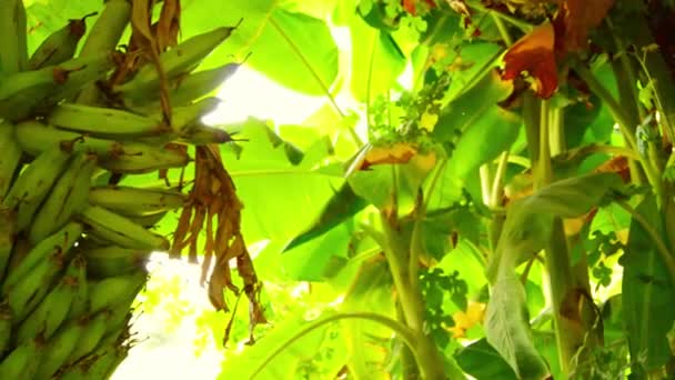 Zelené Listy Rostliny — Stock video