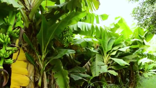 Zelené Banánové Listy Banánovém Stromě — Stock video