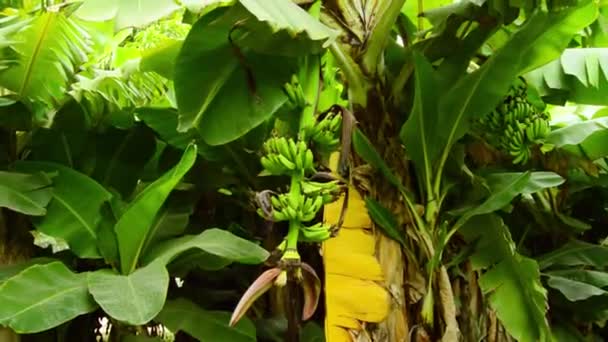 Banánová Rostlina Zahradě — Stock video