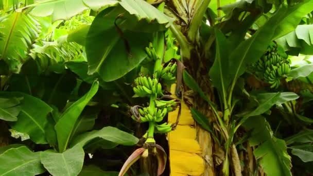 Zelené Banánové Listy Zahradě — Stock video