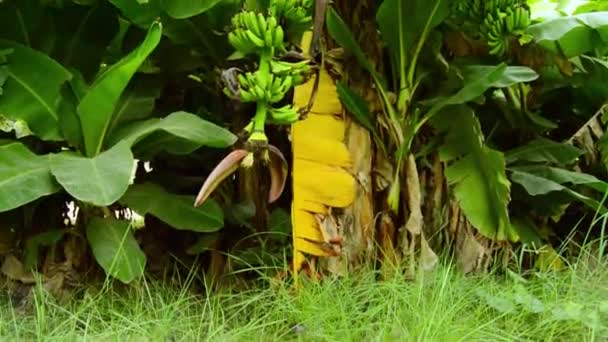 Banánový Strom Banány — Stock video