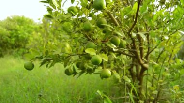 Bergamot portakalı. Ekşi turuncu bergamot meyveleri sana yakın duruyor. Ağaçta Bergamot portakalının yeşil meyveleri, Citrus bergamia. Yeşil pul. Limonlu meyve. Asılı yeşil kireç.