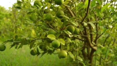 Bergamot portakalı. Ekşi turuncu bergamot meyveleri sana yakın duruyor. Ağaçta Bergamot portakalının yeşil meyveleri, Citrus bergamia. Yeşil pul. Limonlu meyve. Asılı yeşil kireç.