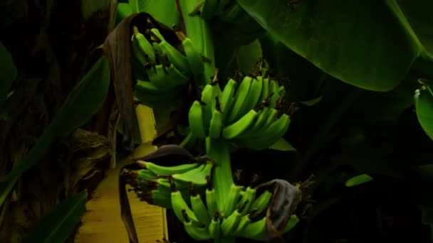 Čerstvé Banány Stromě — Stock video
