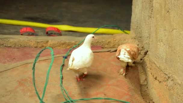 Bawiąc Się Gołębie Domu Gra Dwa Gołębie Gołębie Azjatyckie Ptaki — Wideo stockowe