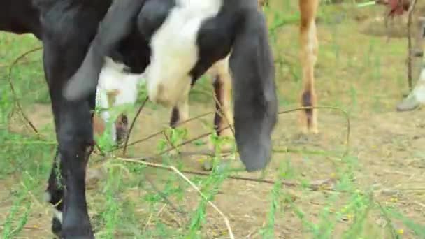 앵글로 누비안 염소는 초원에서 있습니다 앵글로 누비안 염소는 농장에서 자라납니다 — 비디오