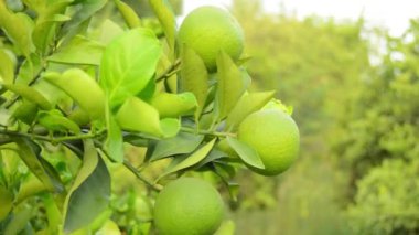 Bergamot portakalı. Ekşi turuncu bergamot meyveleri sana yakın duruyor. Ağaçta Bergamot portakalının yeşil meyveleri, Citrus bergamia. Yeşil pul. Limonlu meyve. Asılı yeşil kireç.