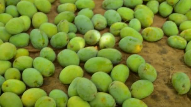 Schöne Einfangen Des Standes Von Geernteten Unreifen Mangos Geerntete Grüne — Stockvideo