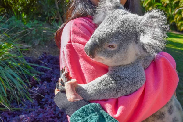 Koala Met Mensen Vrouw Knuffelen Koala Persoon Knuffelen Koala Omarmen — Stockfoto