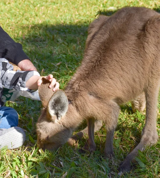 Cute kangaroo with people touching kangaroos on grassy background and sunlight.