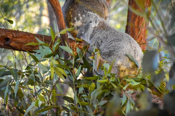 Cute Koala Drzewie Tło Jest Las Drzew Miękkie Światło Słoneczne — Zdjęcie stockowe