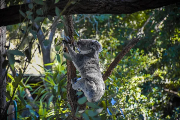 Carino Koala Sull Albero Sfondo Una Foresta Alberi Luce Del — Foto Stock
