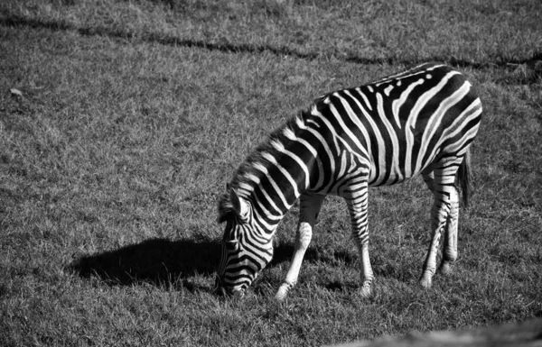 Zebra Pastando Fundo Preto Branco Imagem Preto Branco Retrato Animal — Fotografia de Stock