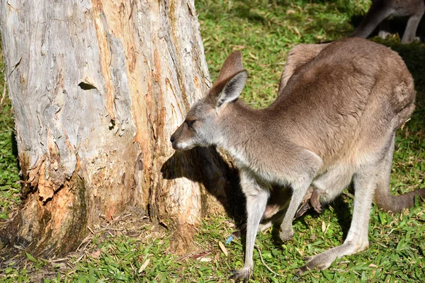 Kangoeroe Met Welp Buideldier Boomachtergrond Groen Gras Zonlicht Schijnt — Stockfoto