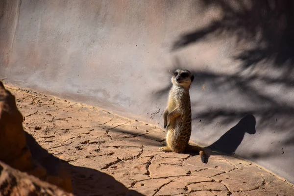 Meerkat Debout Sur Fond Rocheux Ensoleillé Avec Des Ombres Zoo — Photo