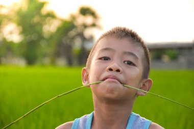 Asyalı genç tatlı ve çekici bir çocuk neşeli bir yüz yapar ve arka planda çimenlerin üzerinde bir yaprak tutar ve sabah güneşin doğuşunu hisseder sıkılmış hisseder, yakın plan, tarla, mısır tarlası.