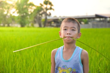 Asyalı genç çocuk pirinç tarlasında ve gündoğumu arka planında sıkılmış ve sıkılmış görünüyor, çocuk gülüyor ve çekici, Asyalı çocukların yaşam tarzı, yaşam ve sürdürülebilirlik kavramı, çevre ve tarım.